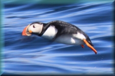 Puffin